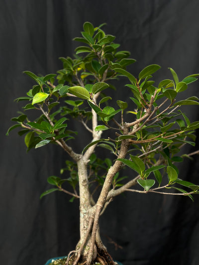 Tiger Bark Ficus - 01