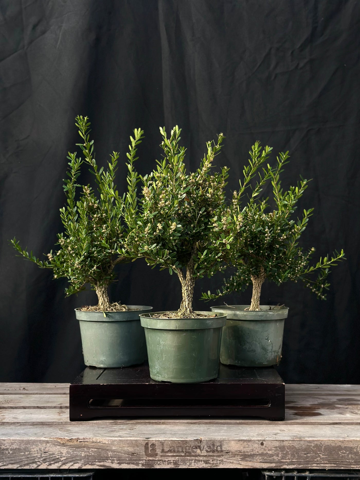 LIMITED EDITION DIY Bonsai Kit - Chinese Boxwood