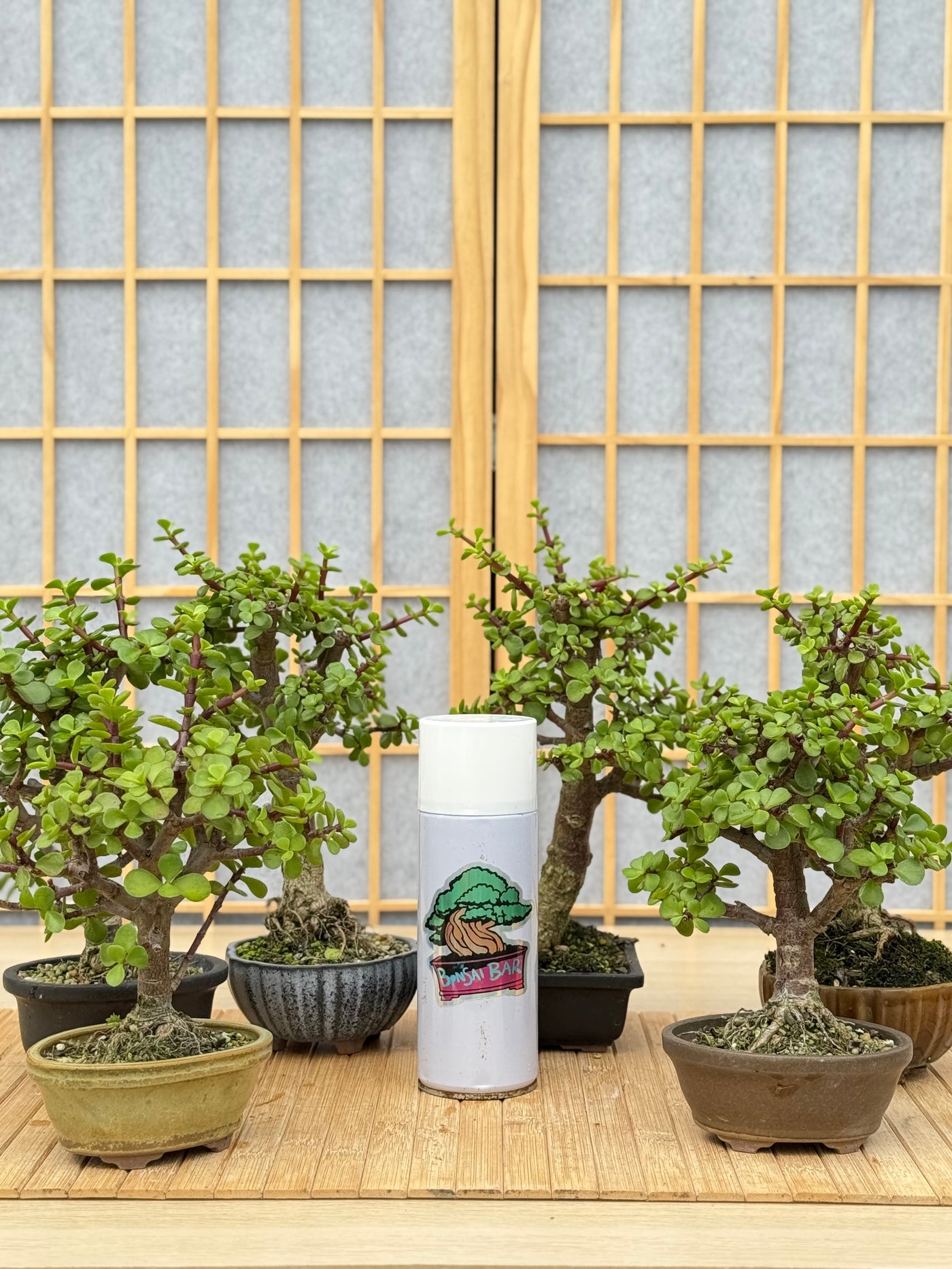 Dwarf Jade - Potted in Willow Pot