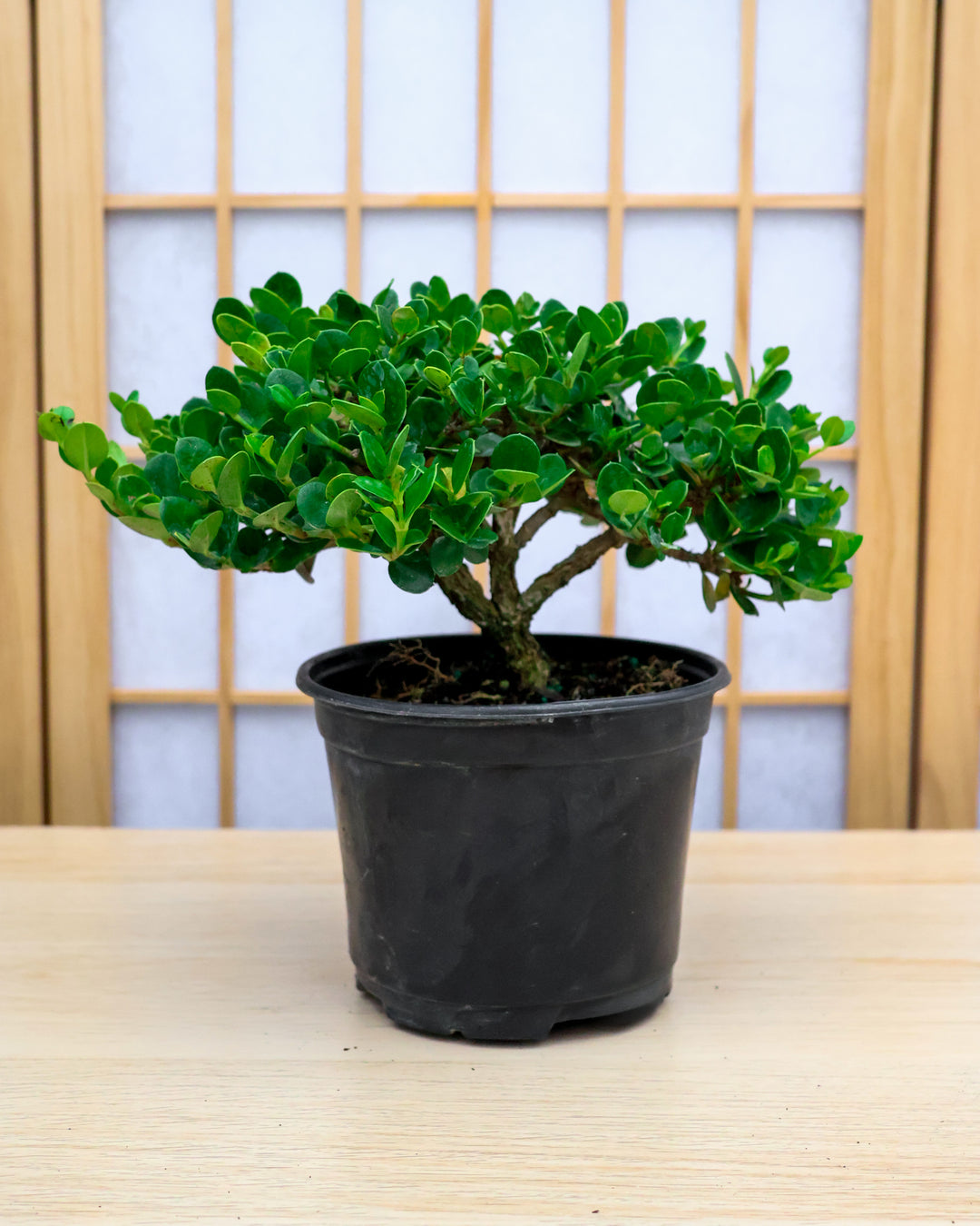 Homebrew Bonsai Kit: Natal Plum – Bonsai Bar