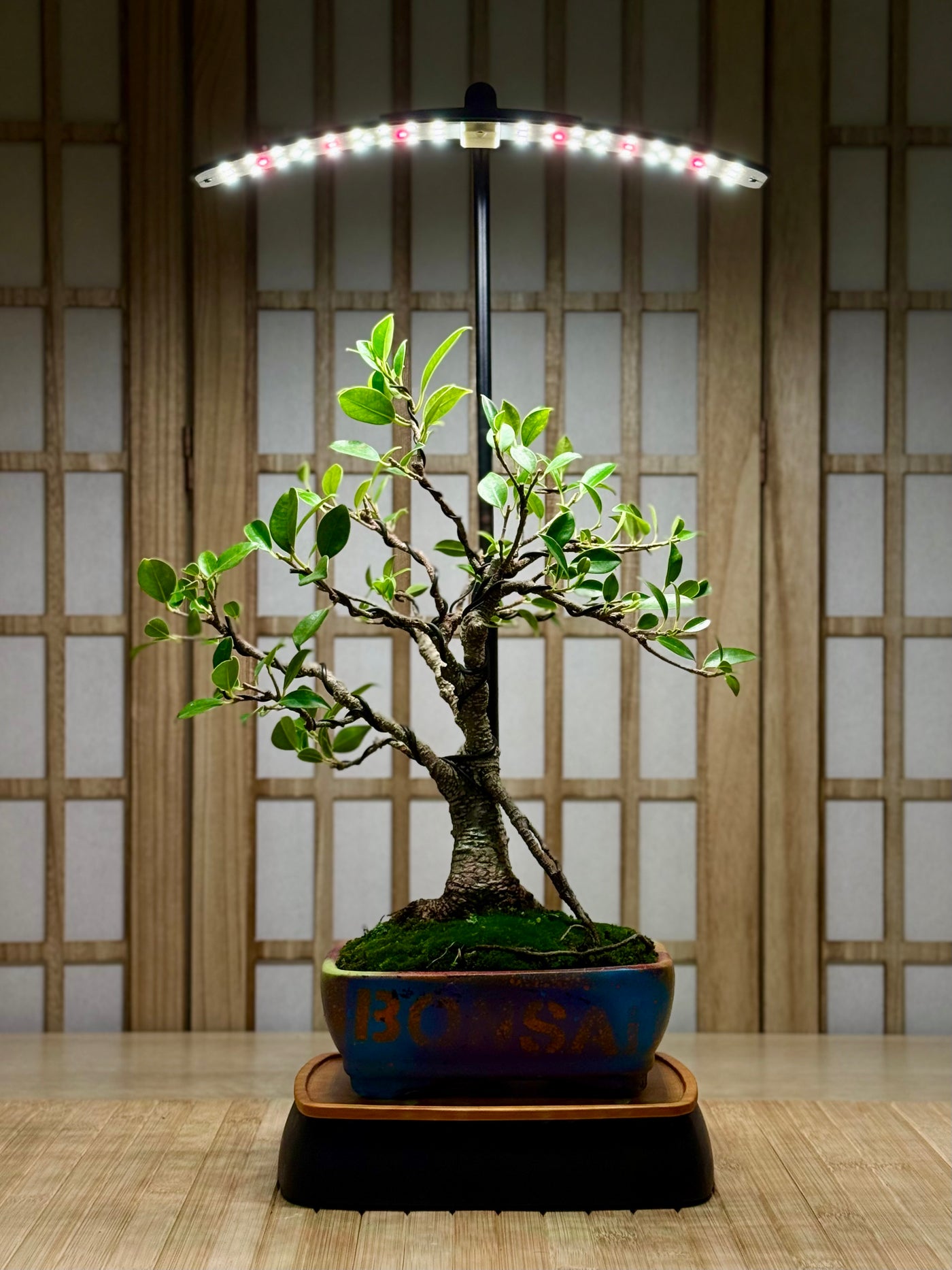 DIY Bonsai Kit - Tiger Bark Ficus