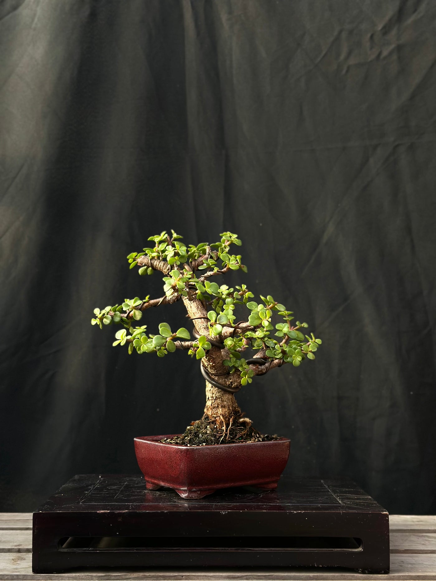 Dwarf Jade - 26