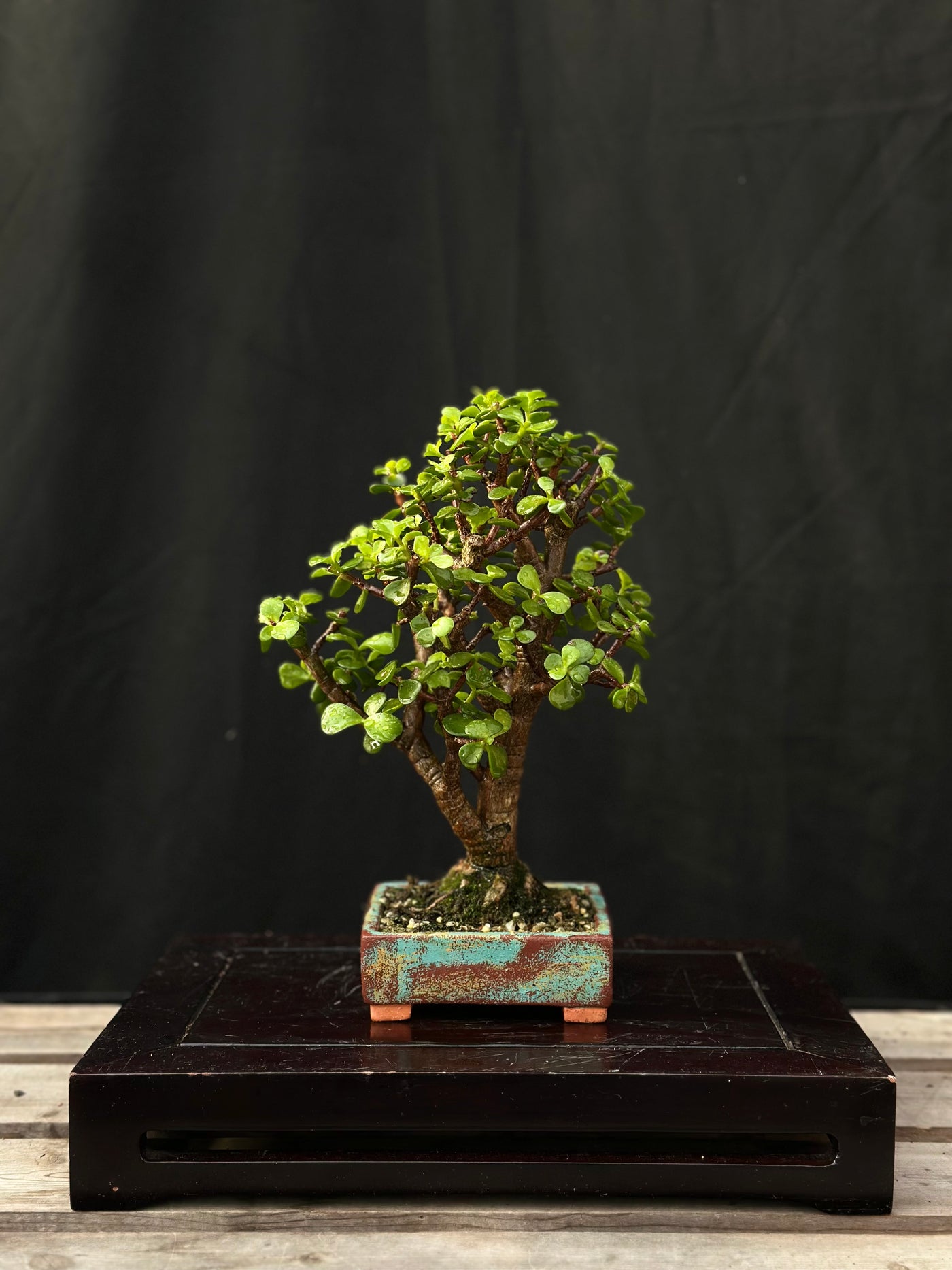 Dwarf Jade - 27