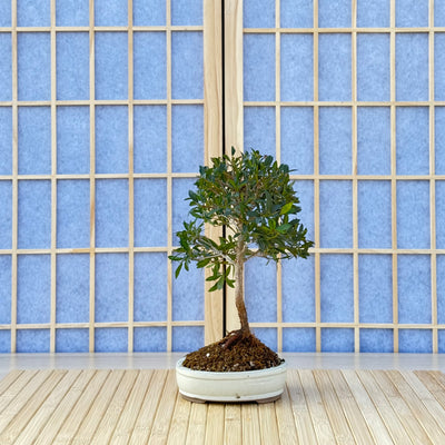 Homebrew Bonsai Kit: Eugenia