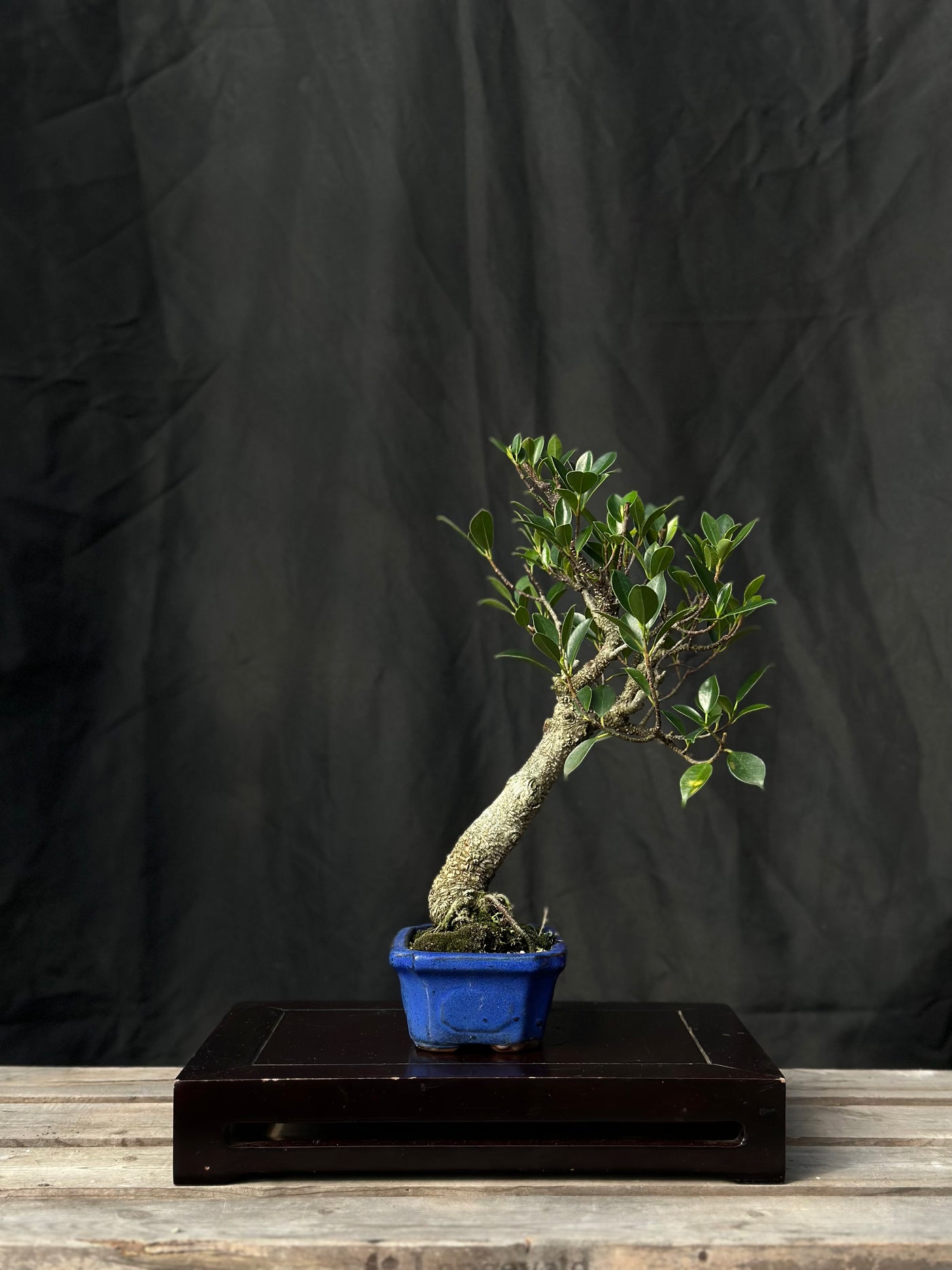 Tiger Bark Ficus - 05