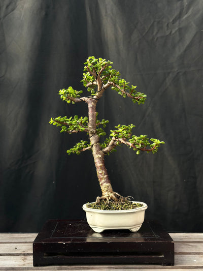 Dwarf Jade - 28