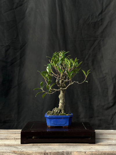 Tiger Bark Ficus - 05