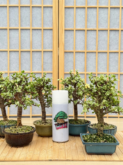 Variegated Dwarf Jade - Potted in Willow Pot