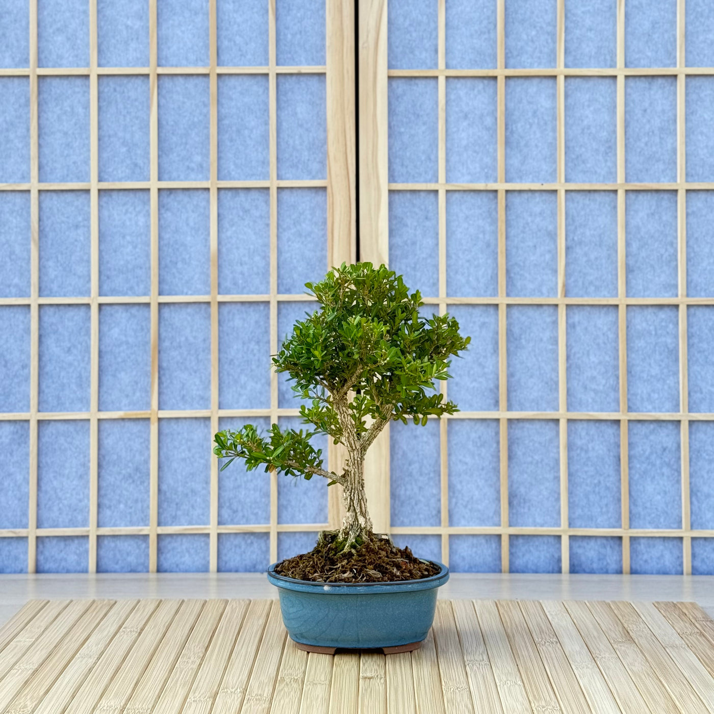 Harland Boxwood - 07