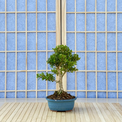 Harland Boxwood - 07