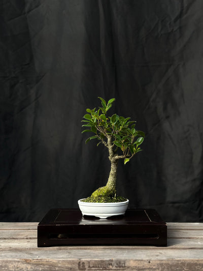 Tiger Bark Ficus - 04