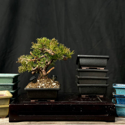 Square Pot | Willow Bonsai Ceramics