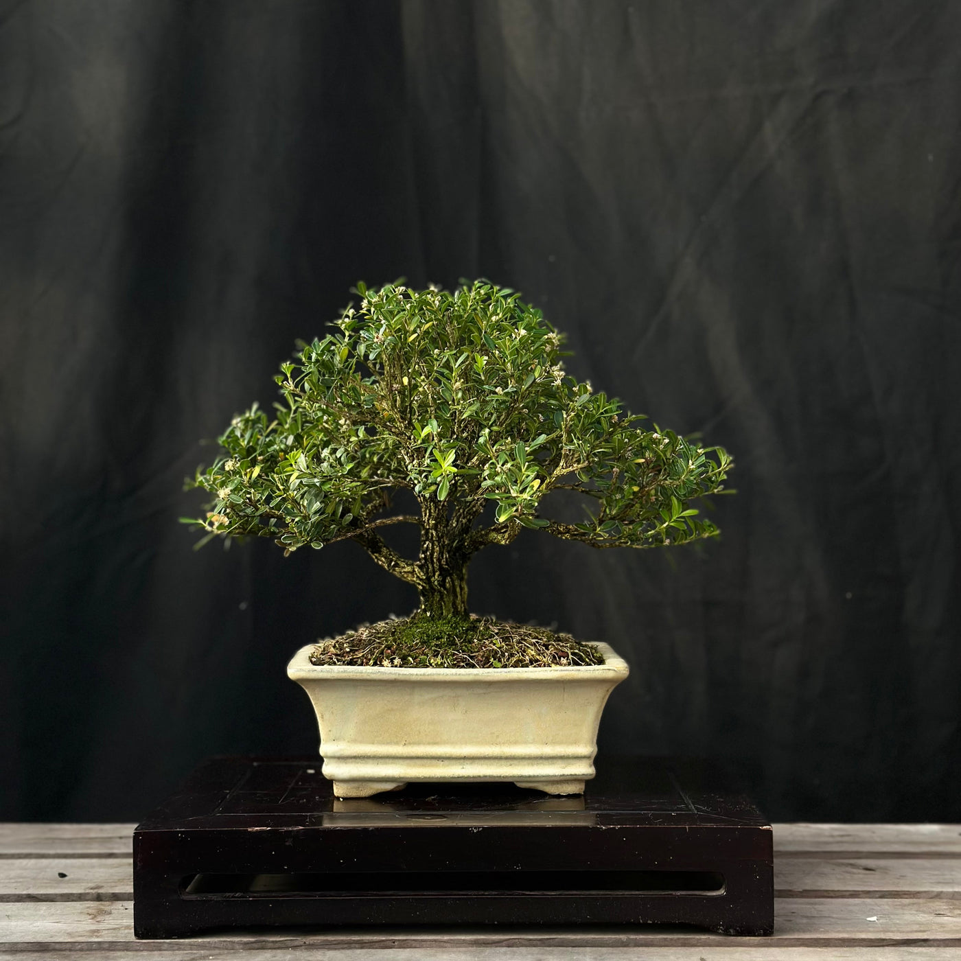 Harland Boxwood - 02