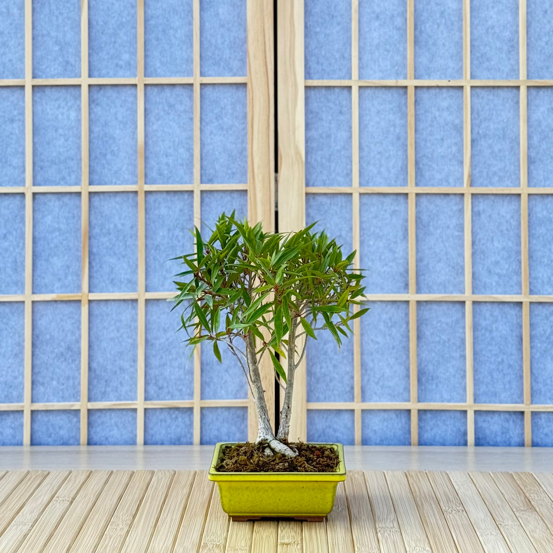 bonsai tree windowsill Limited Edition DIY Kit