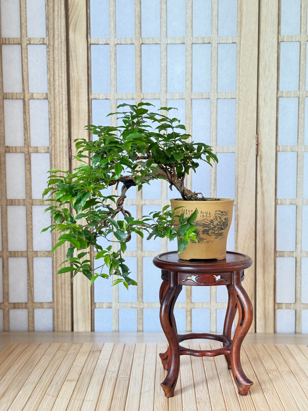 Homebrew Bonsai Kit: Jaboticaba  Bonsai Bar