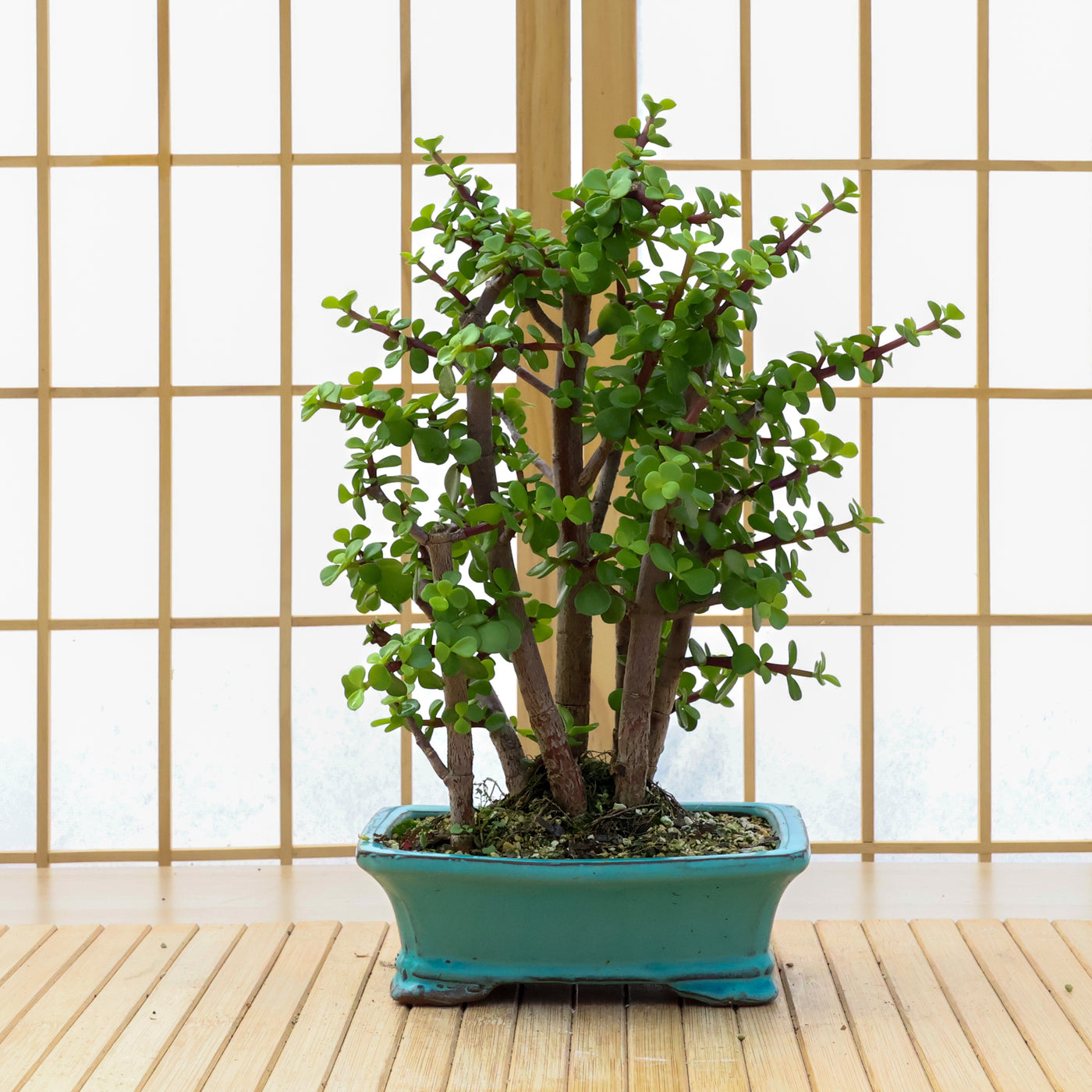 Dwarf Jade Forest - 02