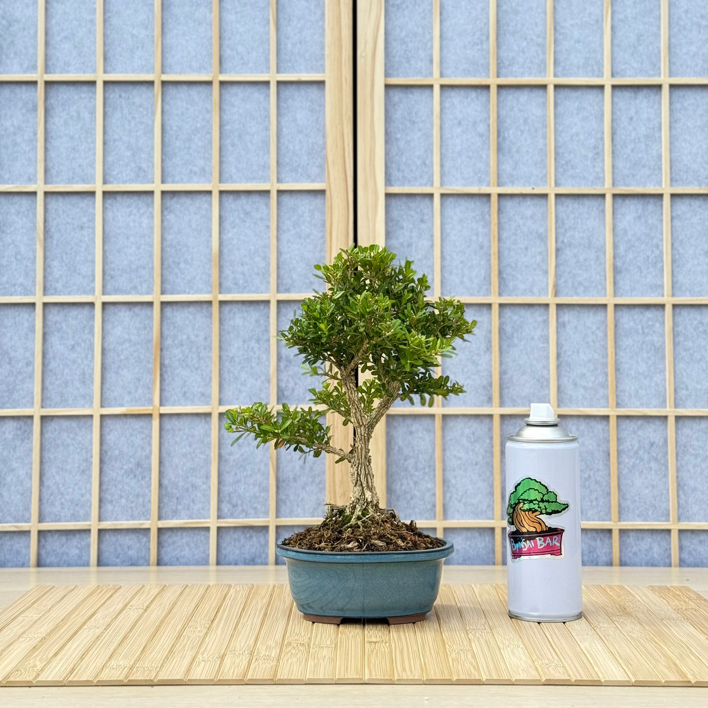 Harland Boxwood - 07