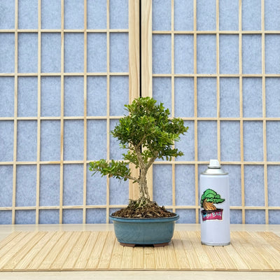 Harland Boxwood - 07