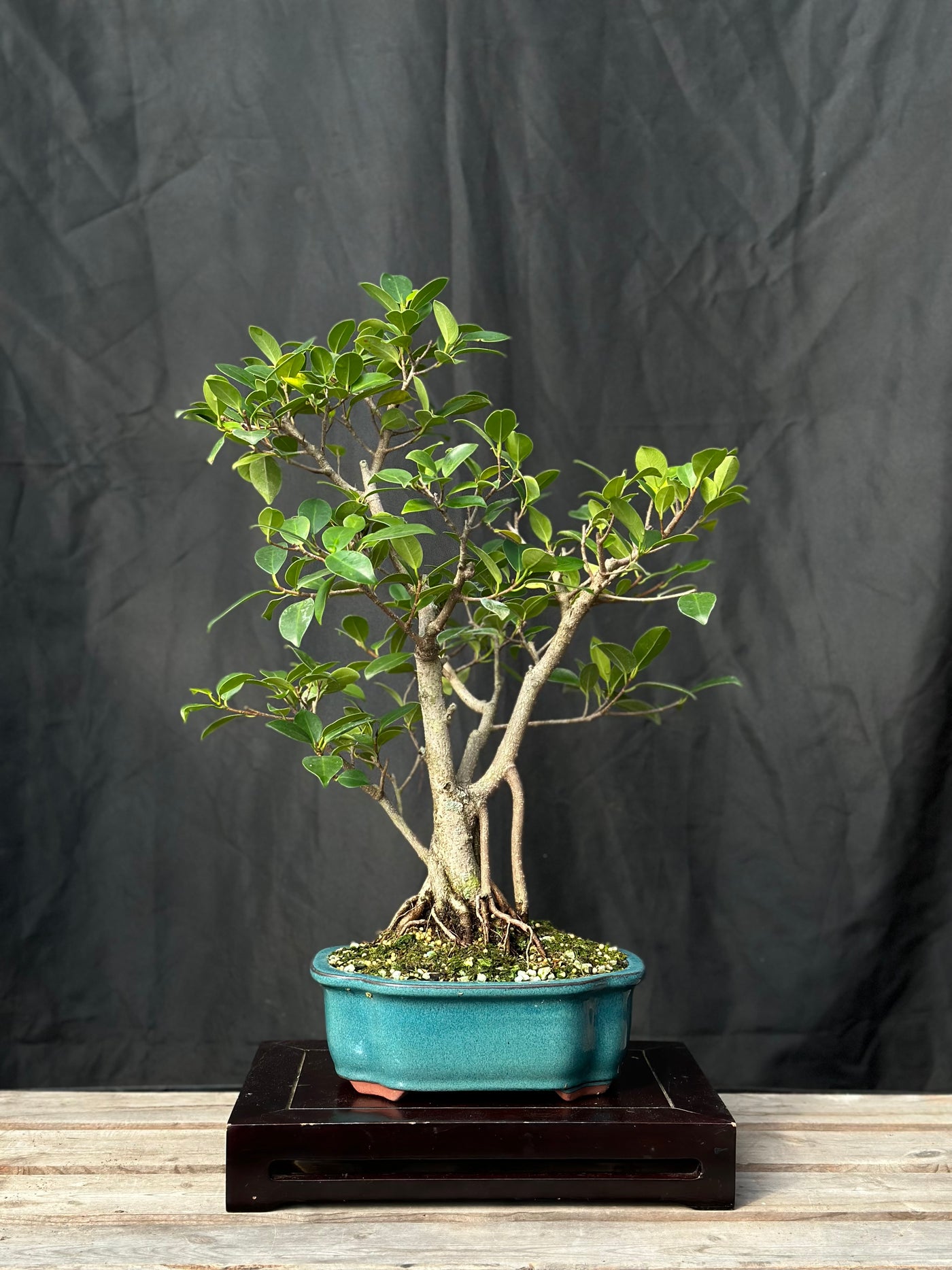 Tiger Bark Ficus - 01