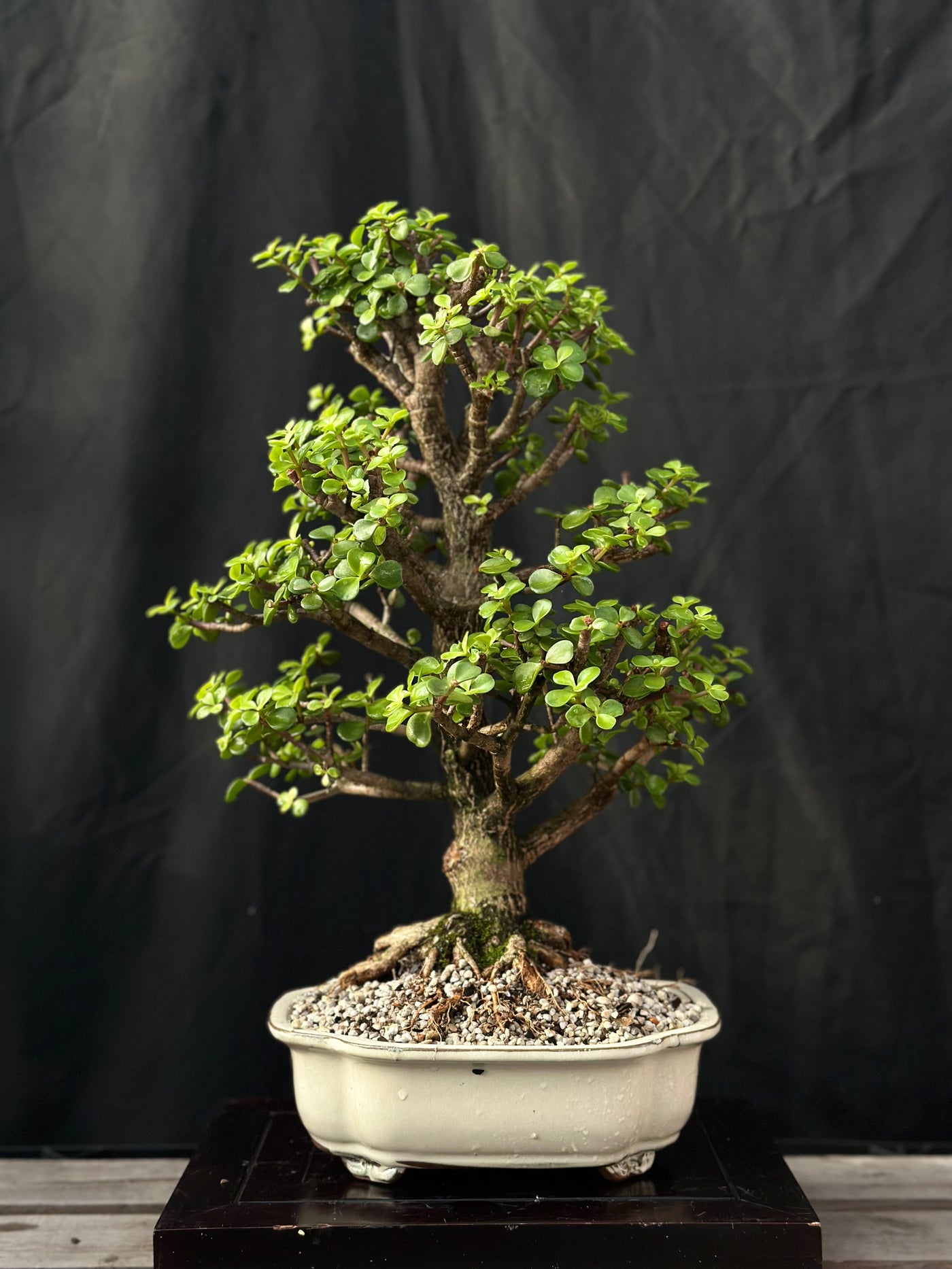 Dwarf Jade - 29