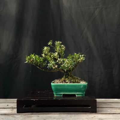 Harland Boxwood - 03