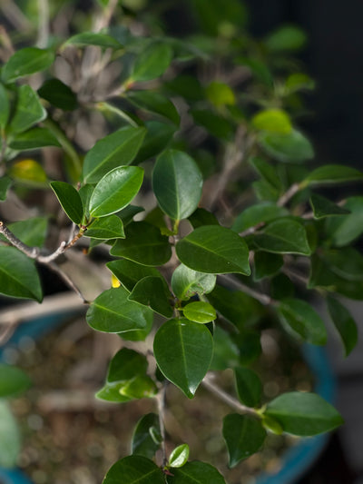 DIY Bonsai Kit - Tiger Bark Ficus