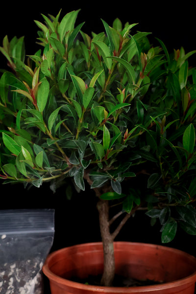 Homebrew Bonsai Kit: Eugenia