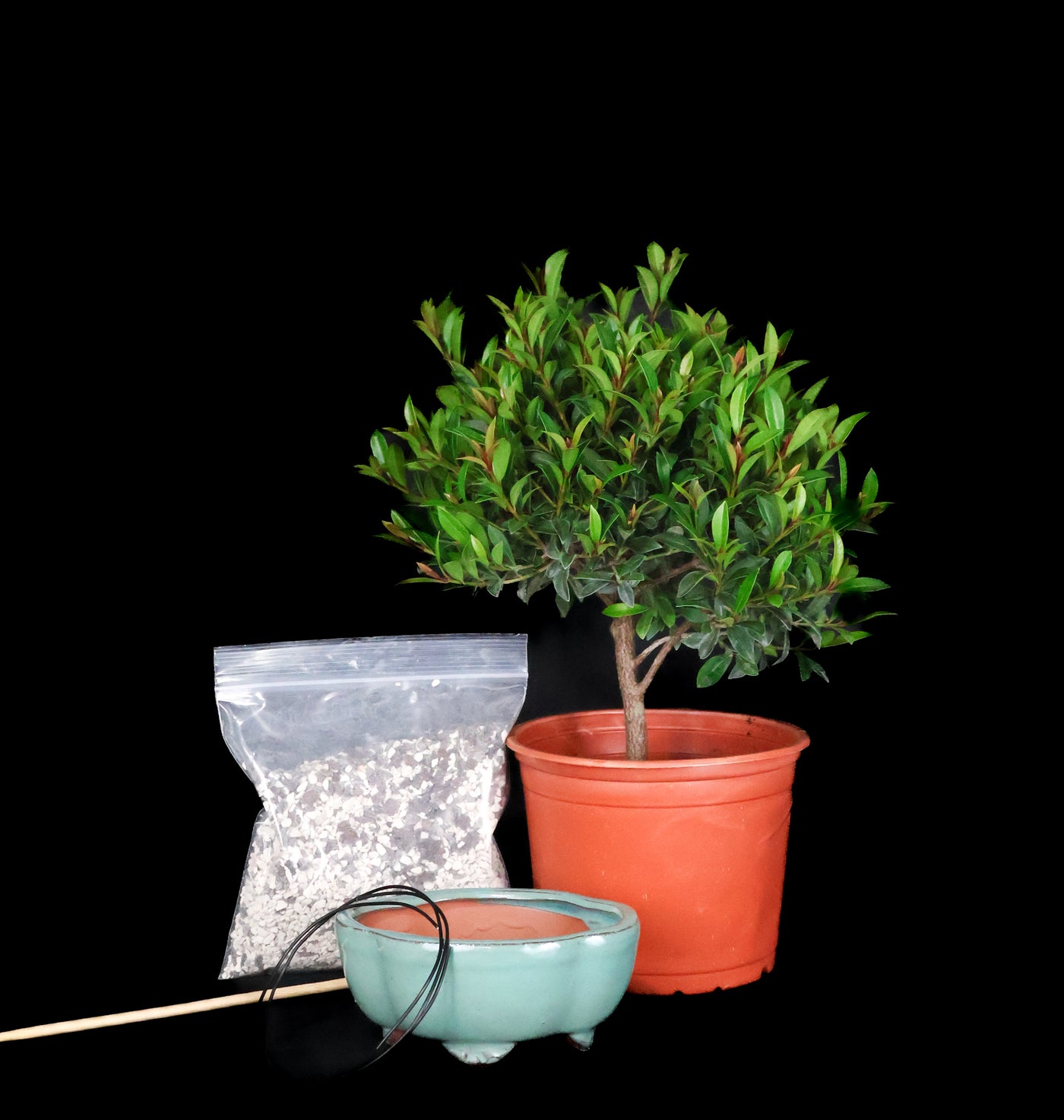 Homebrew Bonsai Kit: Eugenia