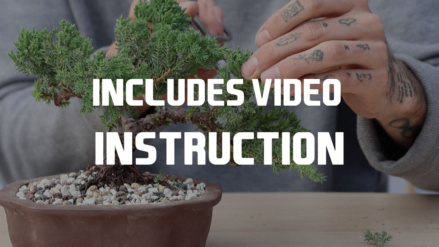 Conifer Homebrew Kit: Juniper P Nana – Bonsai Bar