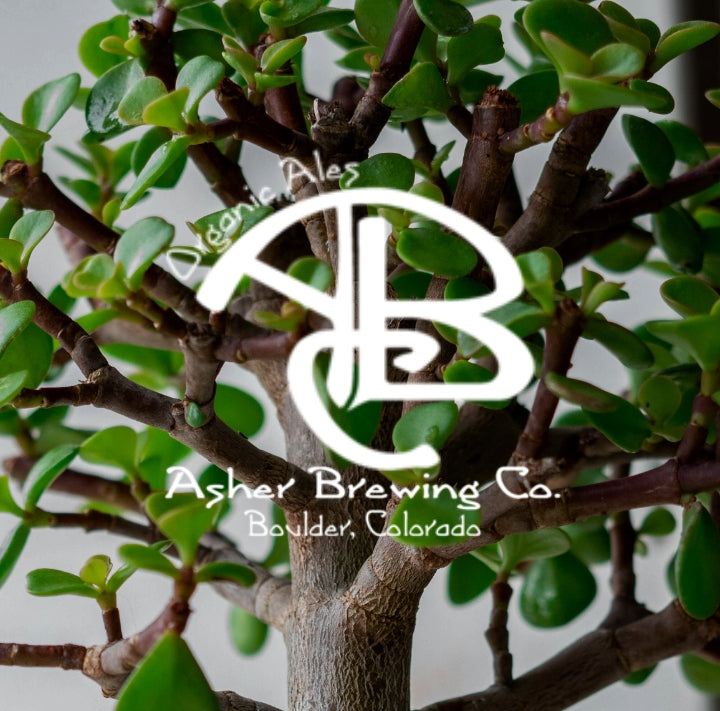 Asher Brewing