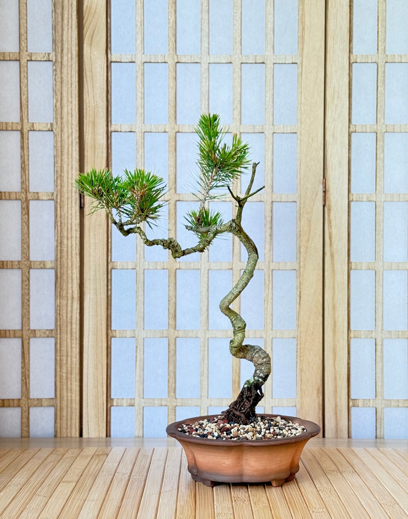 Conifer Homebrew Kit: Black Pine – Bonsai Bar