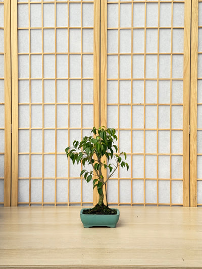 Ficus Benjamina - 01