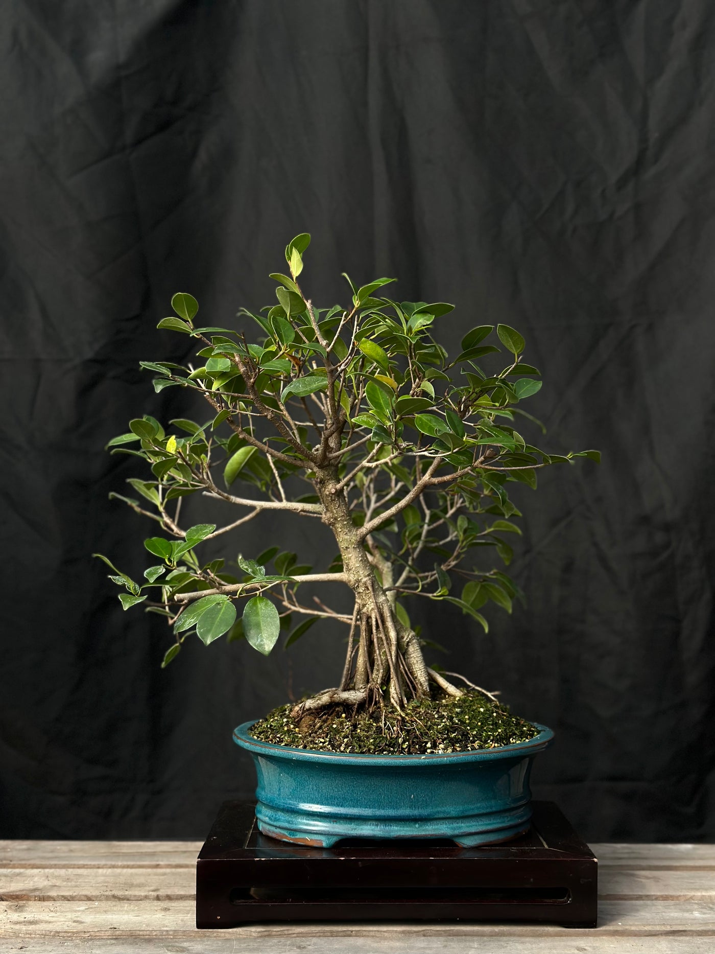 Tiger Bark Ficus - 02