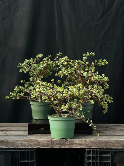 LIMITED EDITION DIY Bonsai Bar Kit - VARIEGATED Dwarf Jade