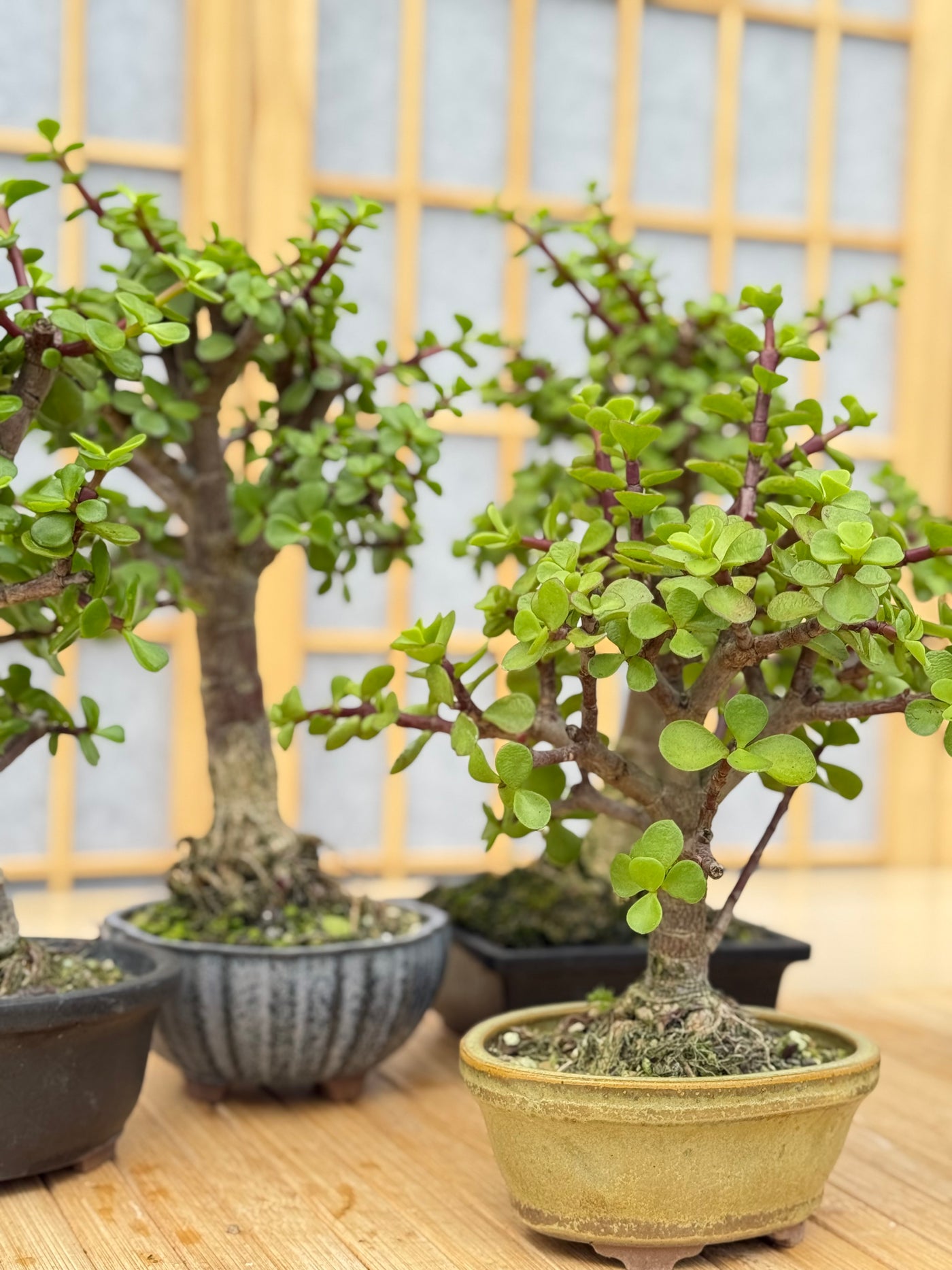 Dwarf Jade - Potted in Willow Pot