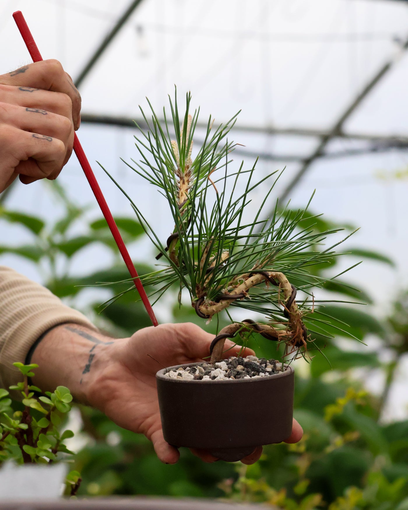 Conifer Homebrew Kit: Black Pine – Bonsai Bar