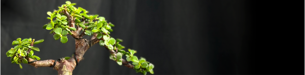 files/BonsaiBanner.png