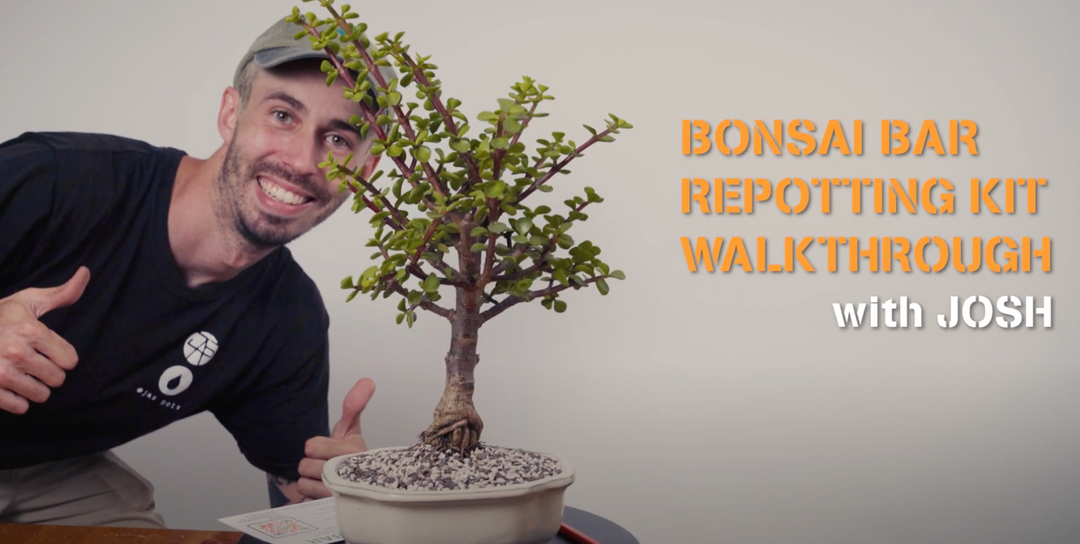DIY 6” Repotting Kit – Bonsai Bar