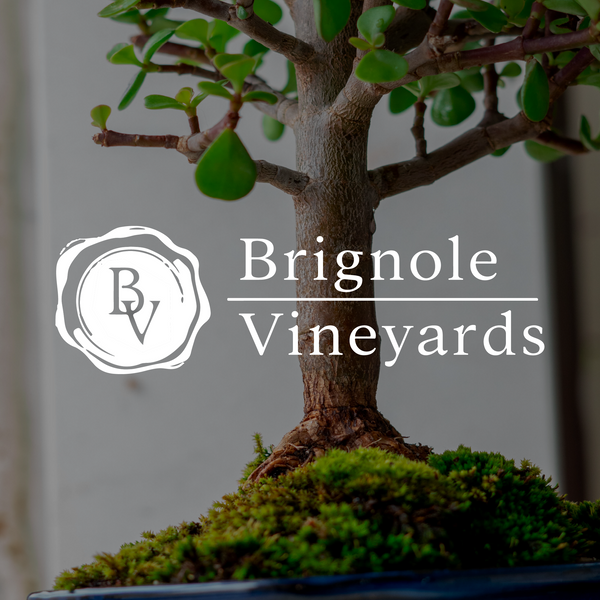 Connecticut Bonsai Bar