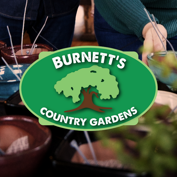 Connecticut Bonsai Bar