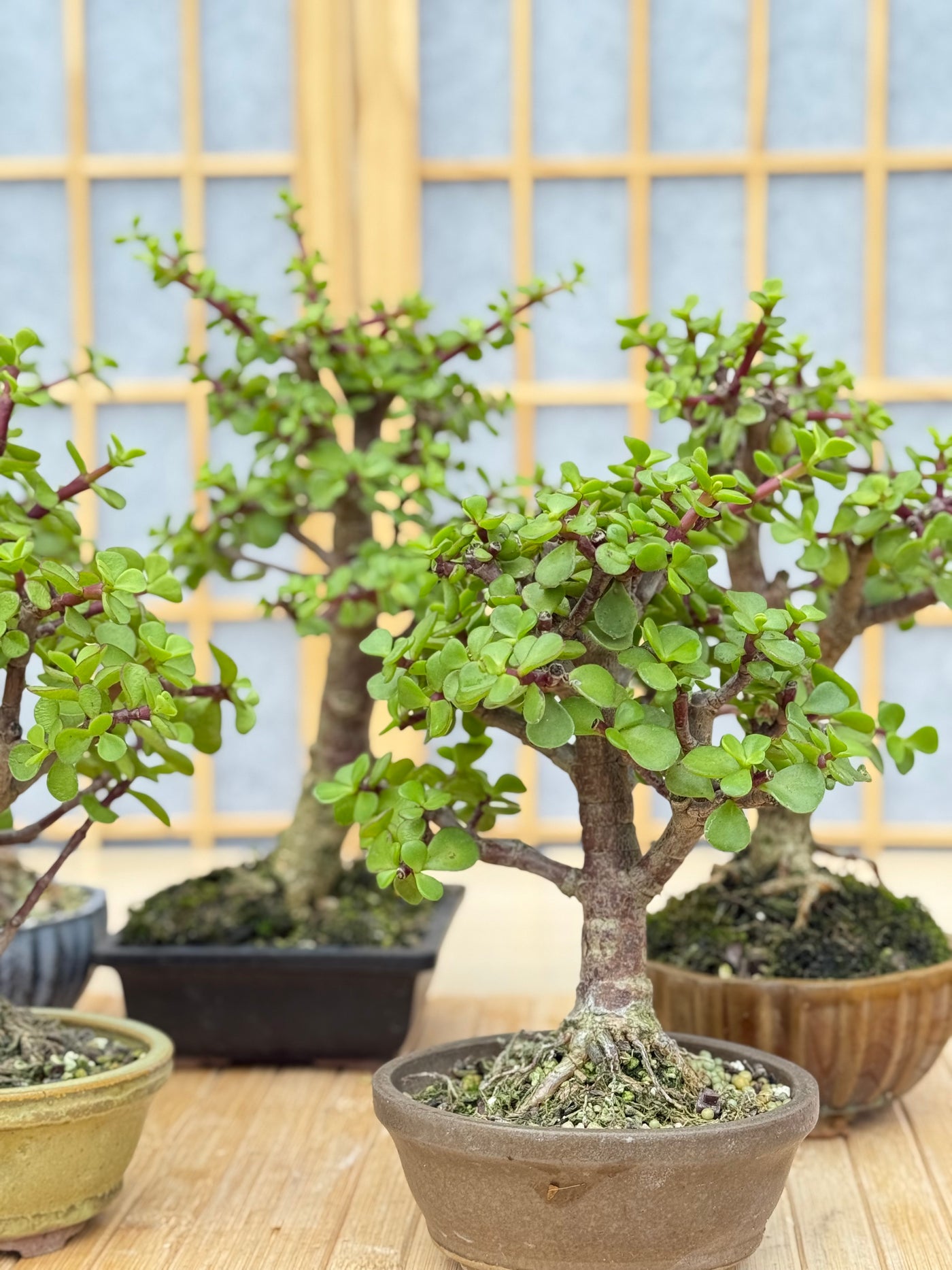 Dwarf Jade - Potted in Willow Pot