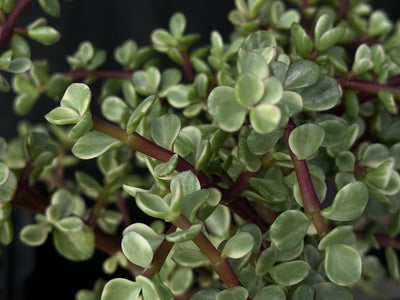 LIMITED EDITION DIY Bonsai Bar Kit - VARIEGATED Dwarf Jade