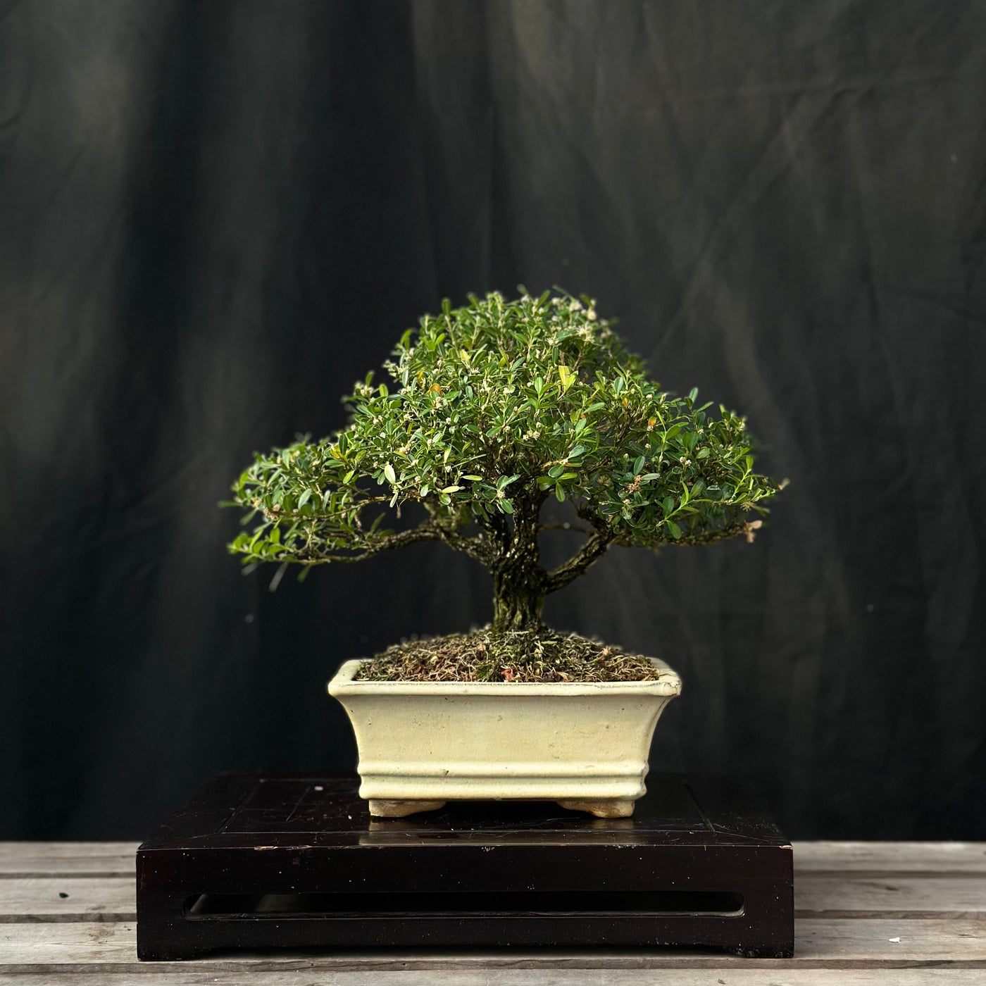 Harland Boxwood - 02