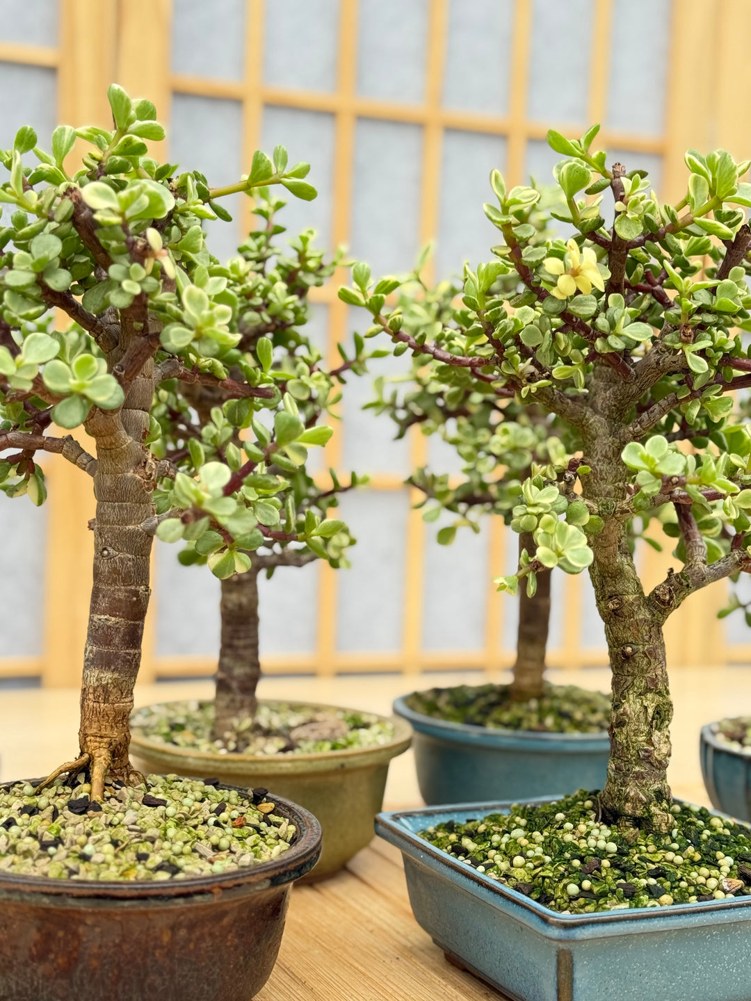 盆栽 Suculenta jade Variegated Dwarf Jade - Potted in Willow Pot – Bonsai Bar