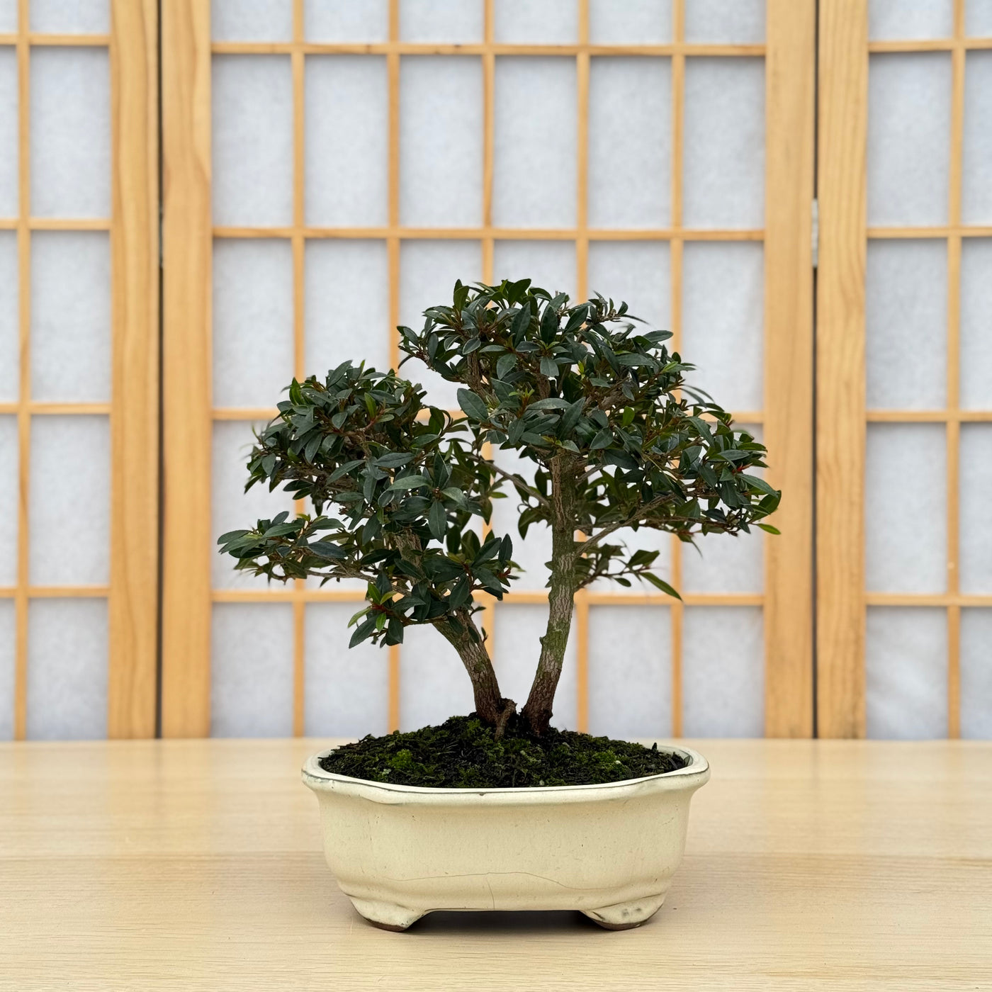 bonsai plant kit Homebrew Bonsai Kit: Eugenia – Bonsai Bar