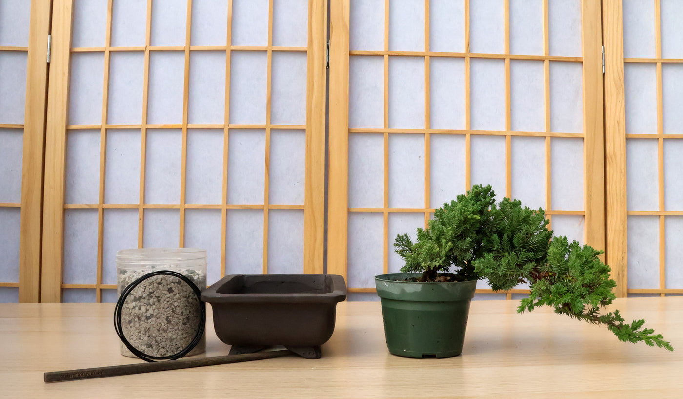 Conifer Homebrew Kit: Juniper P Nana – Bonsai Bar