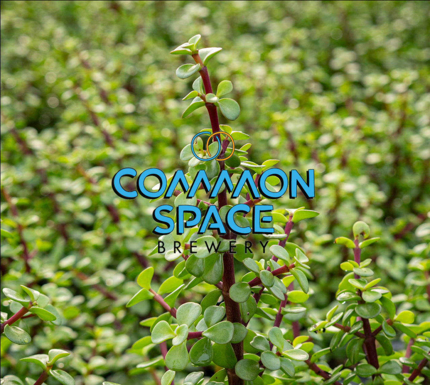 Common Space Brewery