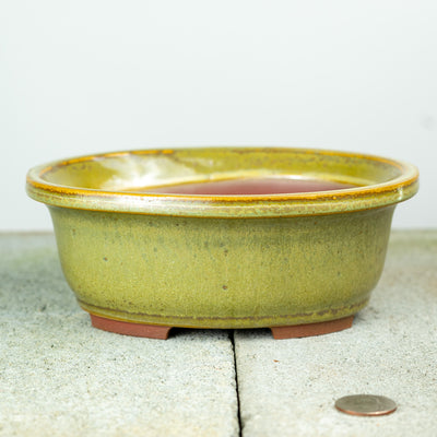 A more muted greenish yellow ceramic pot from willow bonsai