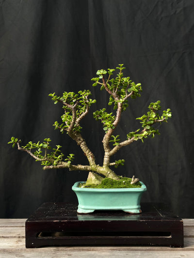 Dwarf Jade - 25