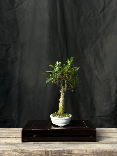 Tiger Bark Ficus - 04